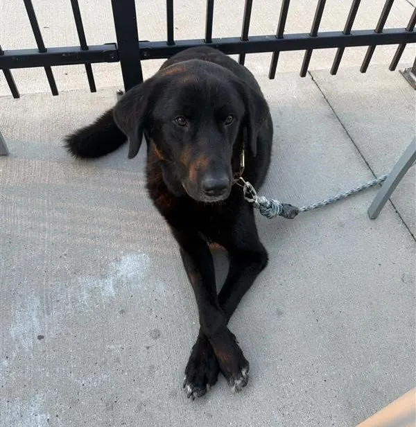 Zepelin Shadow Stuart