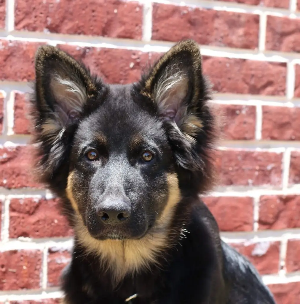 Dakota